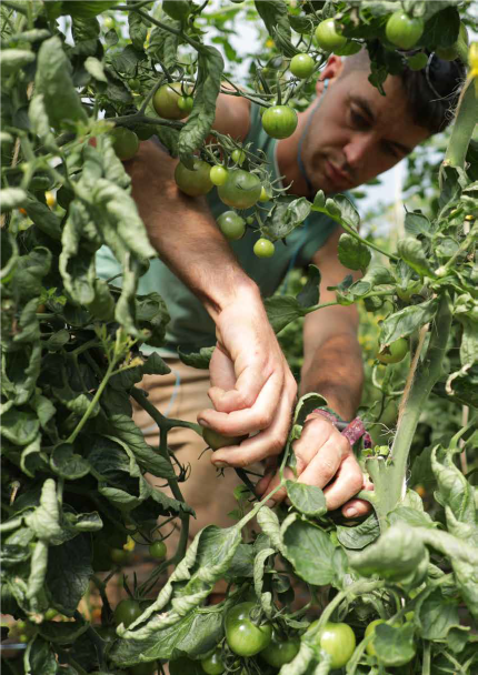 Man leaning through to cut green tomato plants. 