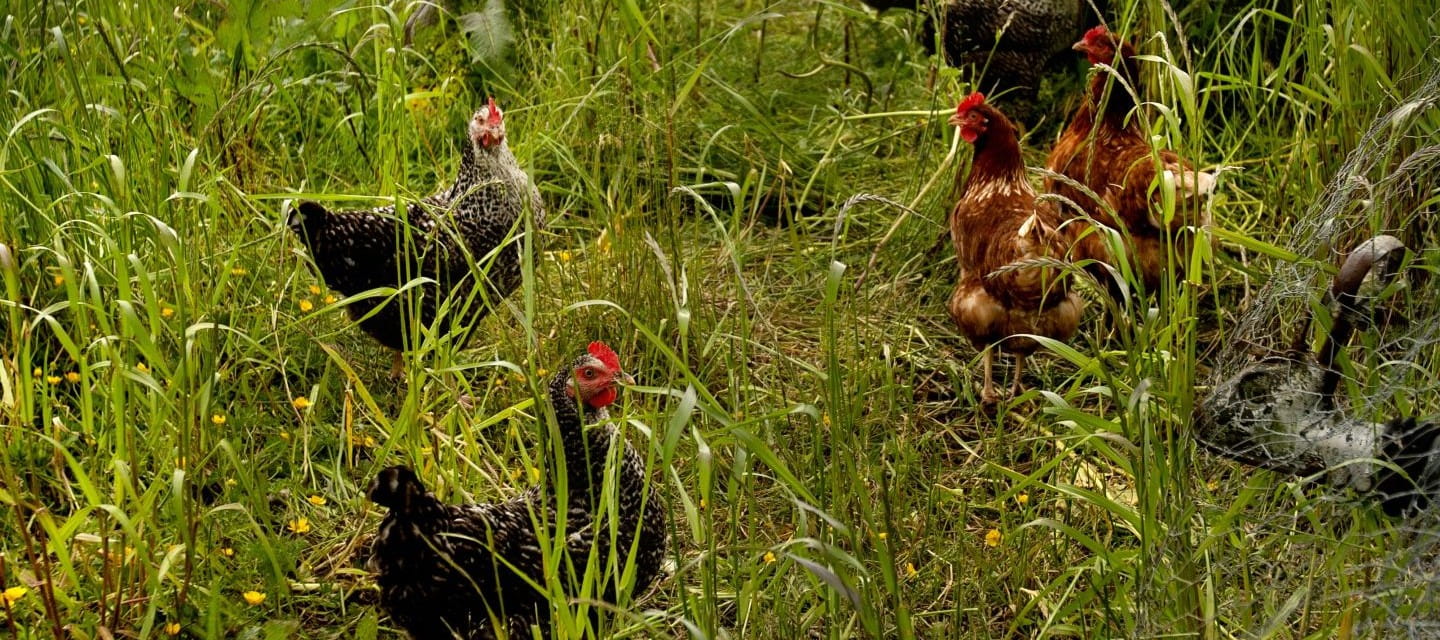 Hens ranging in long grasses and vegetation