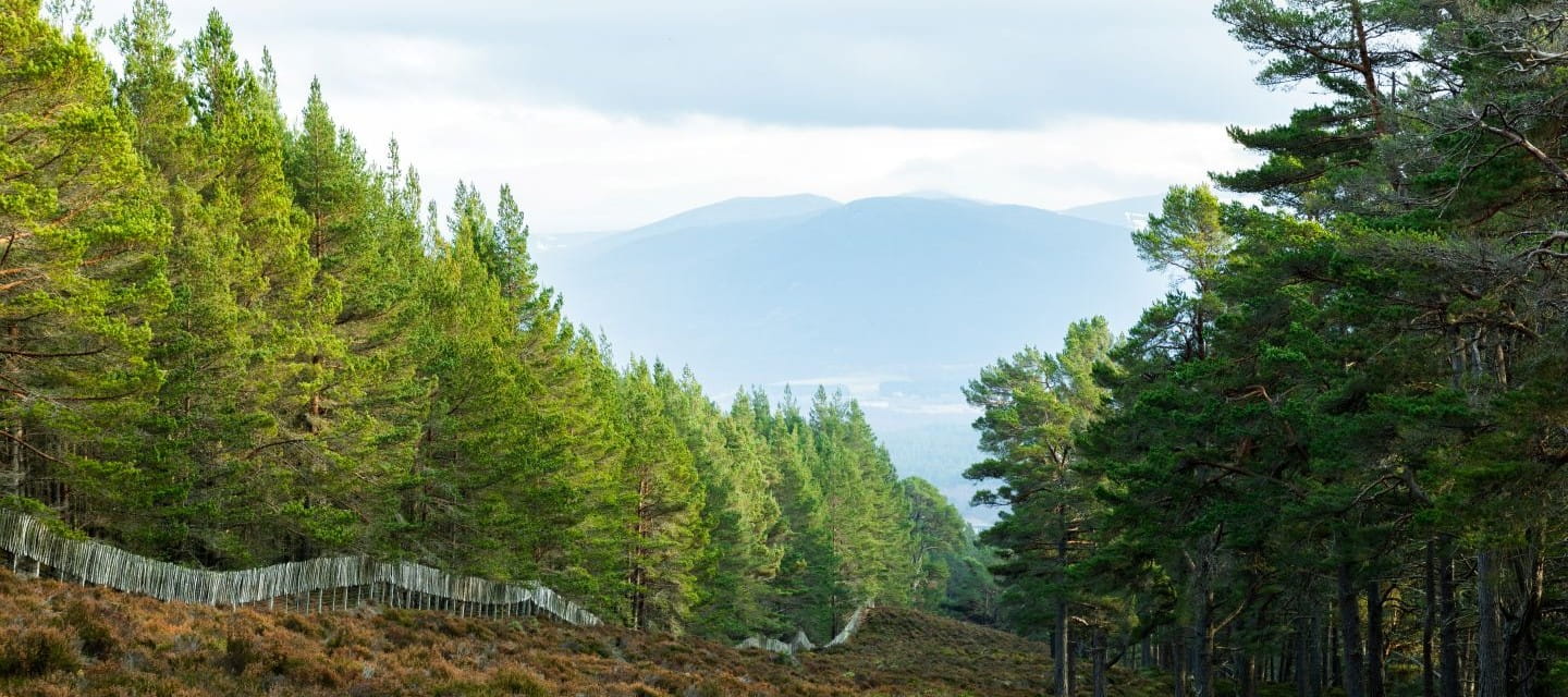 Tall evergreen trees set against a mountain backdrop