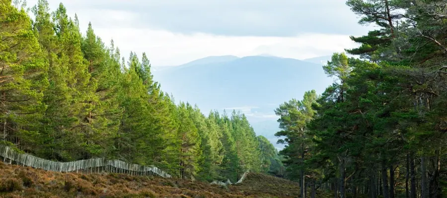 Tall evergreen trees set against a mountain backdrop