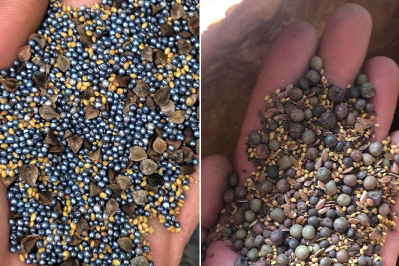 aas-field-hall-farm-seed-in-hand