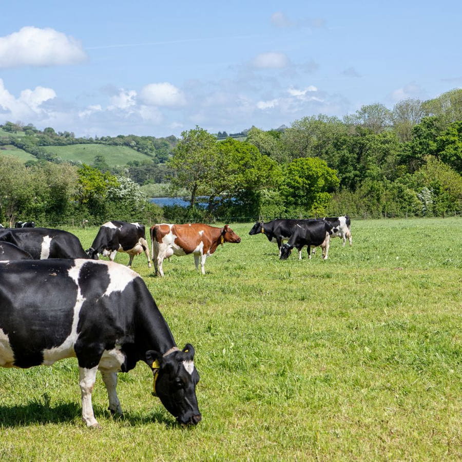 cows_yeo_valley_organic_garden_content_17.05.26.jpg (1)