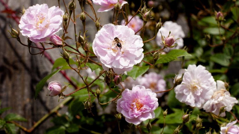A bee on a pink rosebush