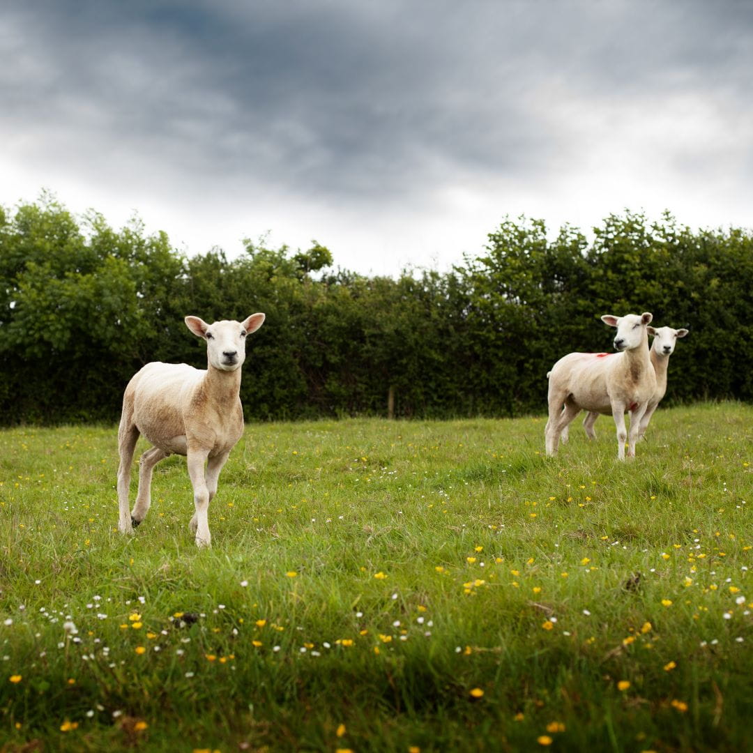 Three sheared sheep in a field full of small flowers