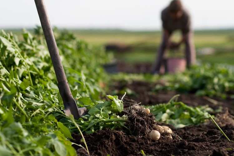 A digging fork sticking into the ground of a field, next to some potatoes, with a person in the background.