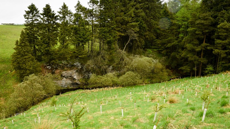 A sloping hill of saplings next to a cluster of mature trees.