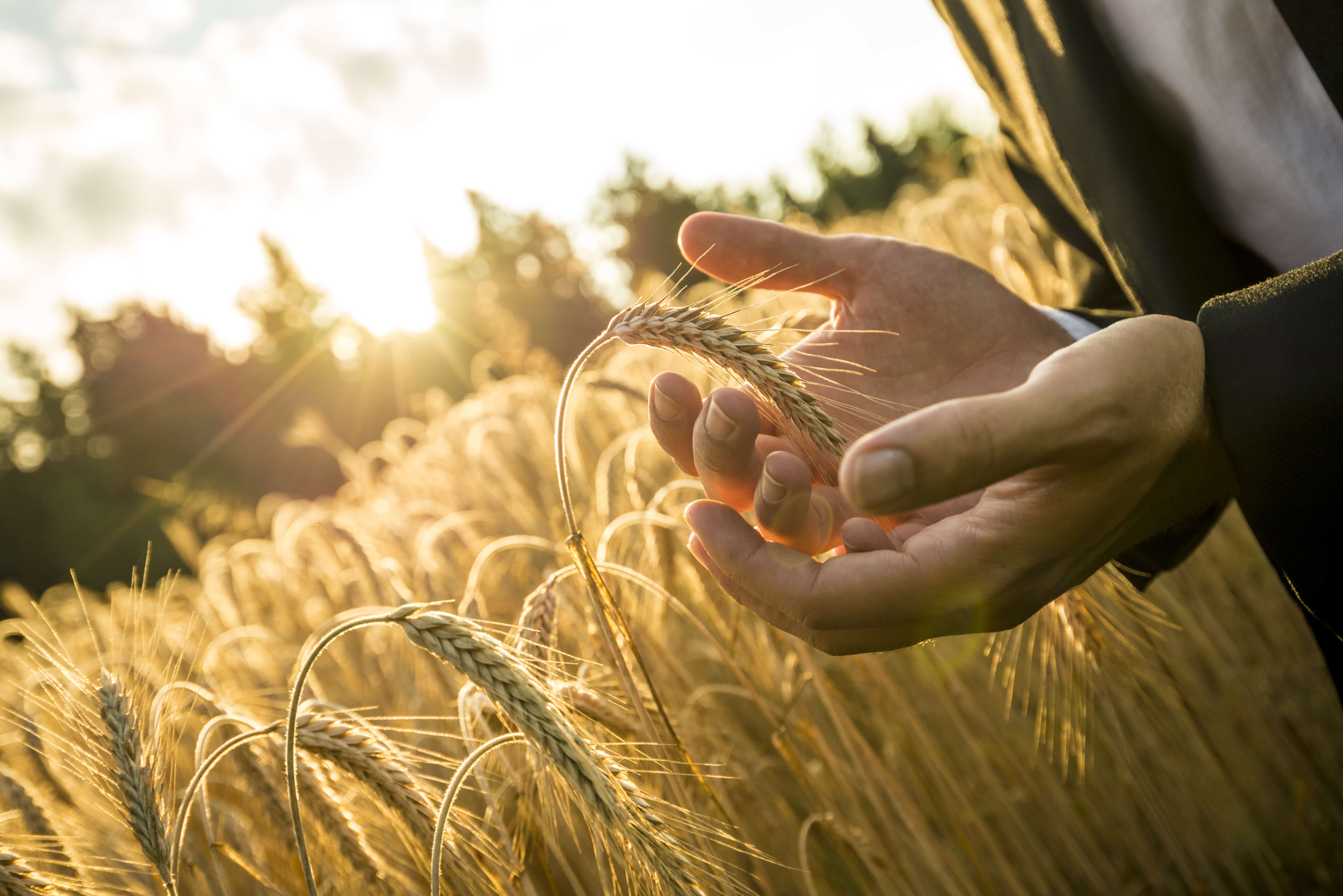 Arable prices