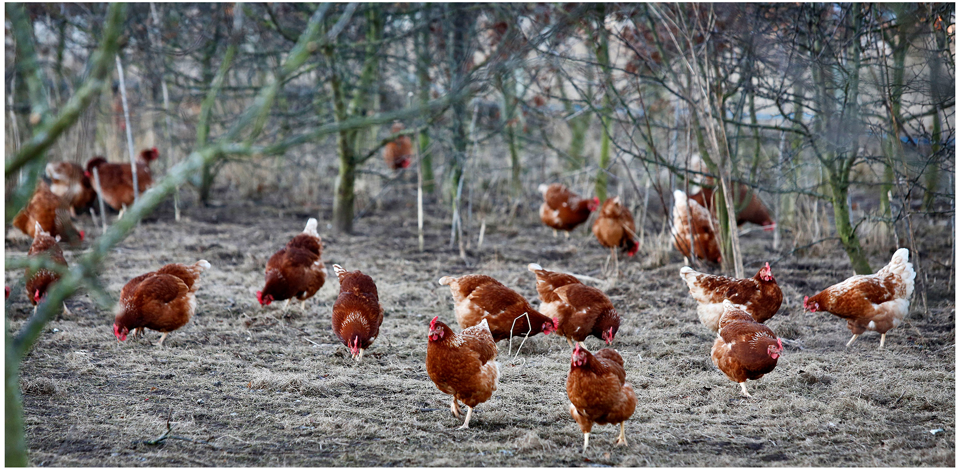 Organic eggs