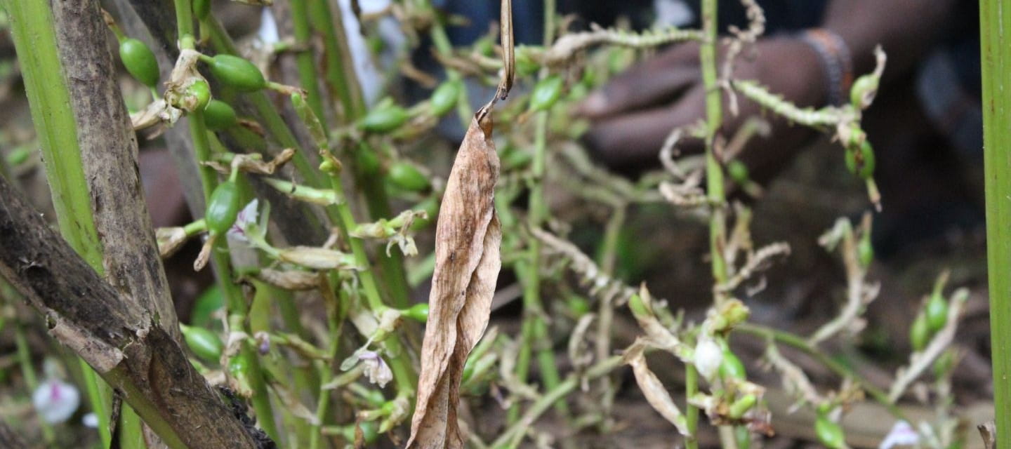 Cardamom growing in Sri Lanka