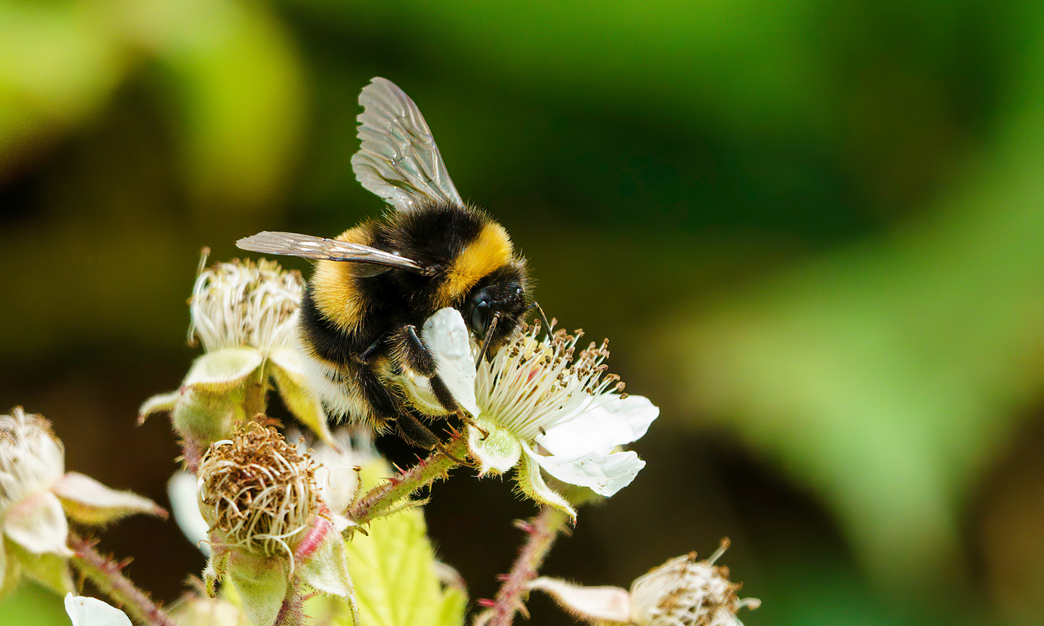 Bee eating pollen of white blossom. 