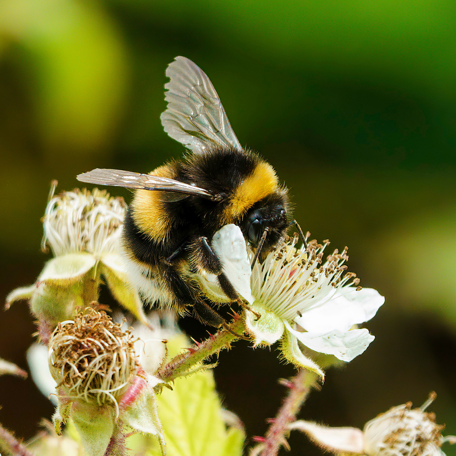 Bee eating pollen of white blossom. 