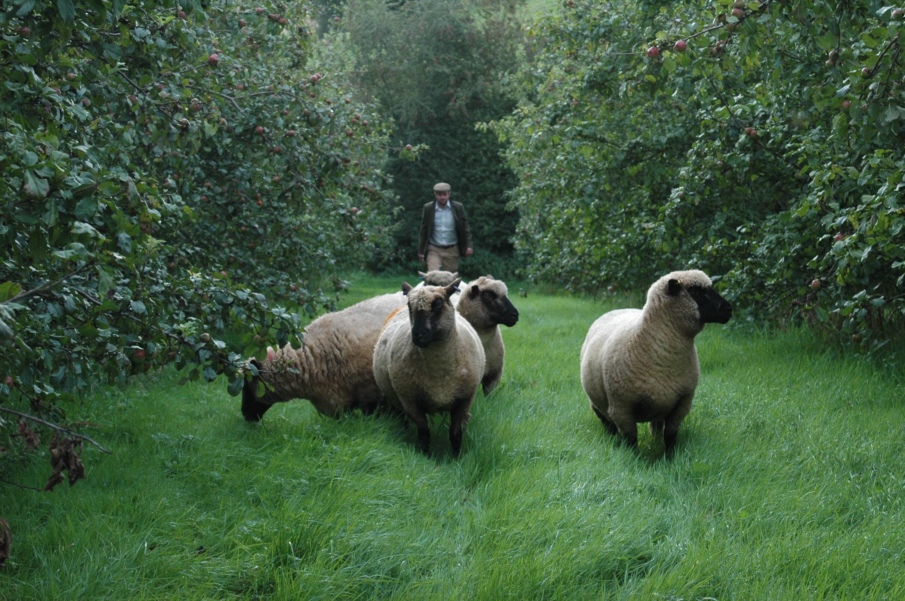shropshire-sheep-at-broom