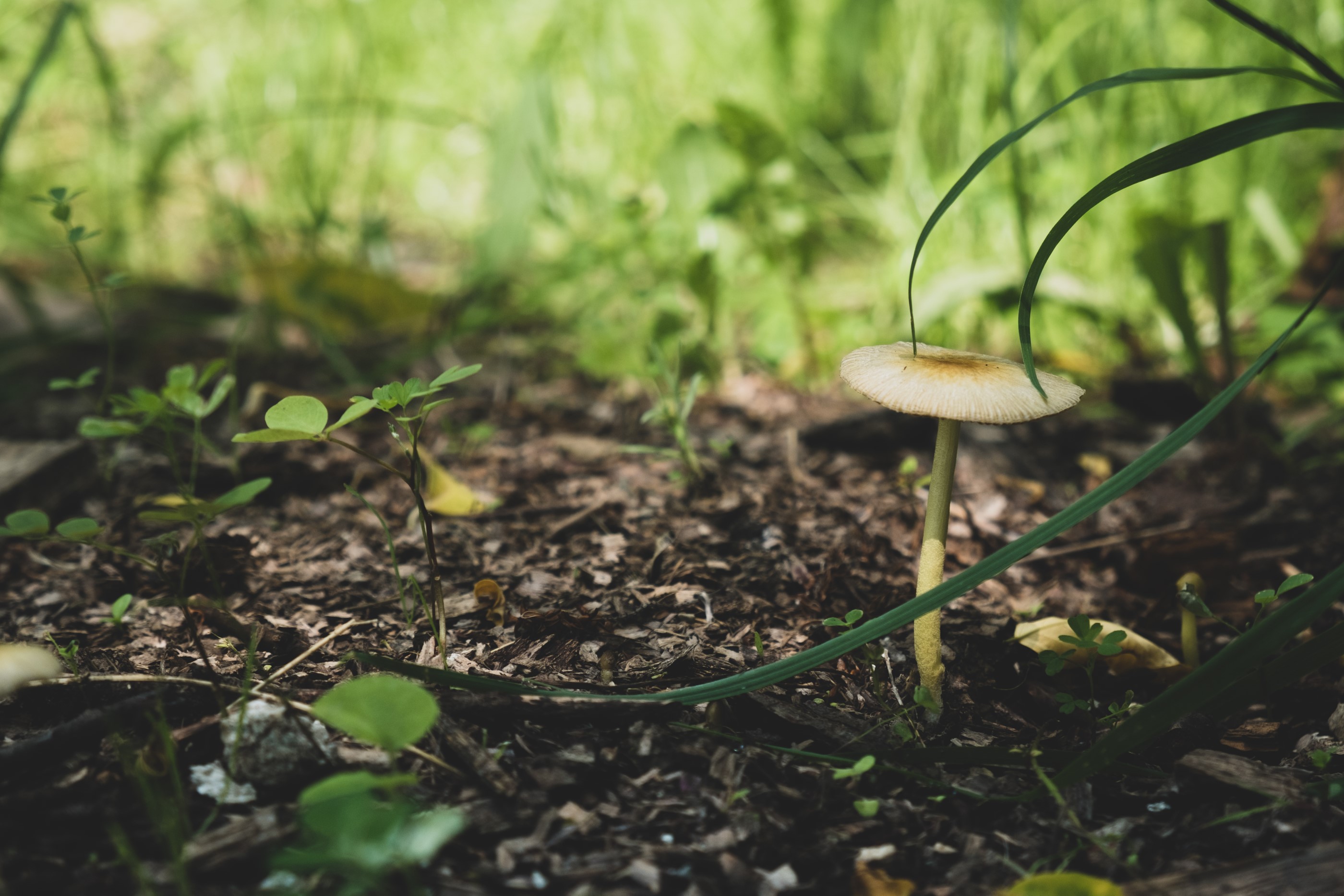 What lives in our soil and why it matters?