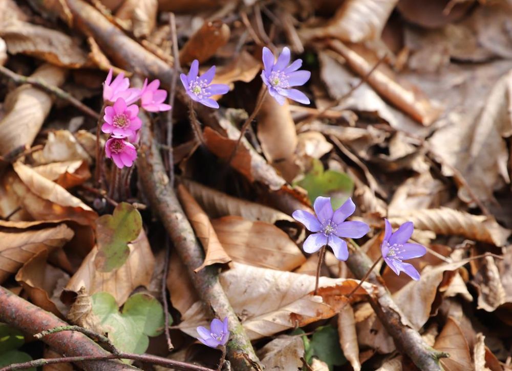 forest_flowers_mendel_university-brno_content_non-organic_30.05.2022.jpg