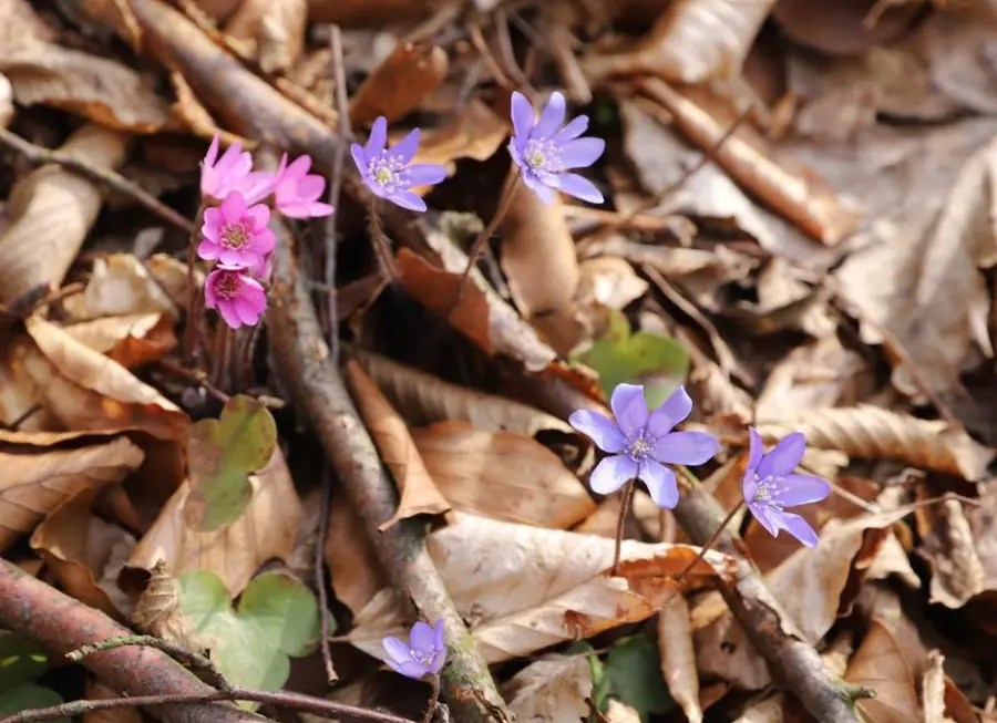 Woodland wildflowers growing among fallen leaves