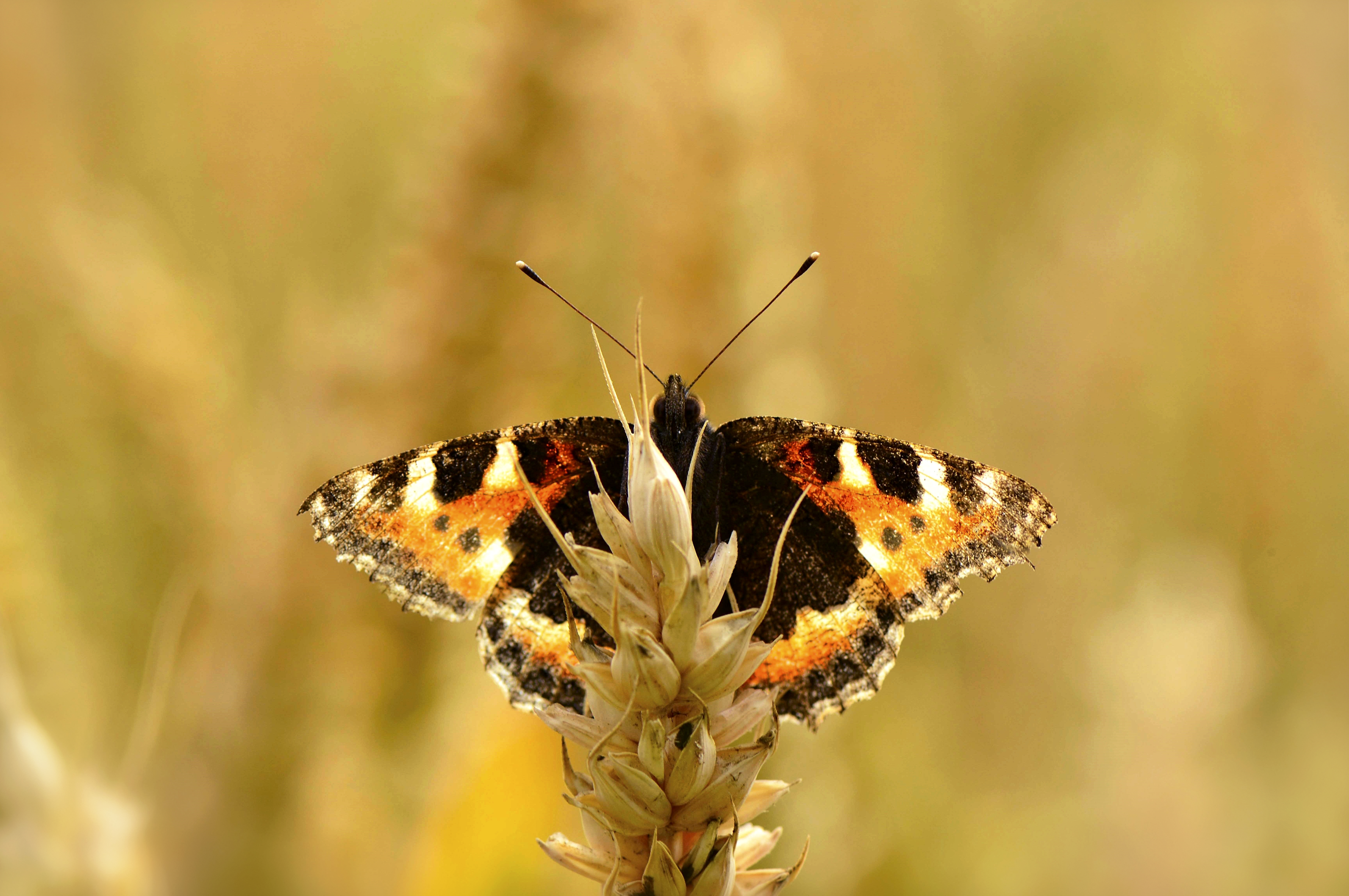 tortoiseshell-butterfly-on-crop