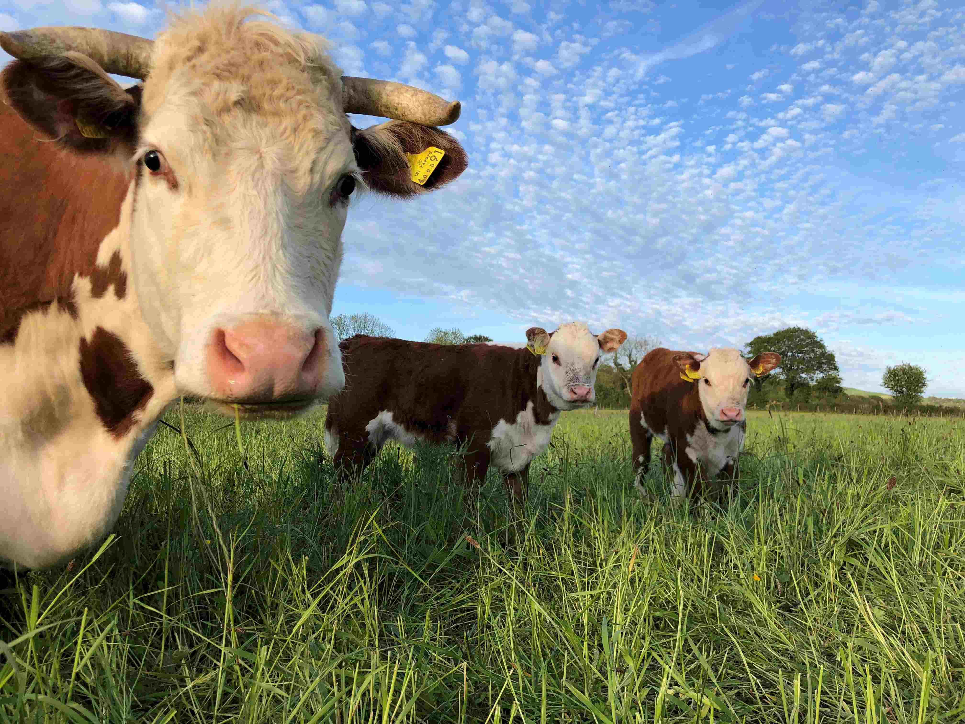 Three hereford cows looking intensely into camera. 