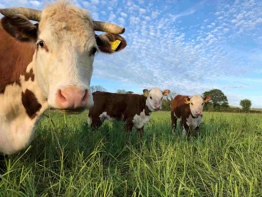 Three hereford cows looking intensely into camera. 