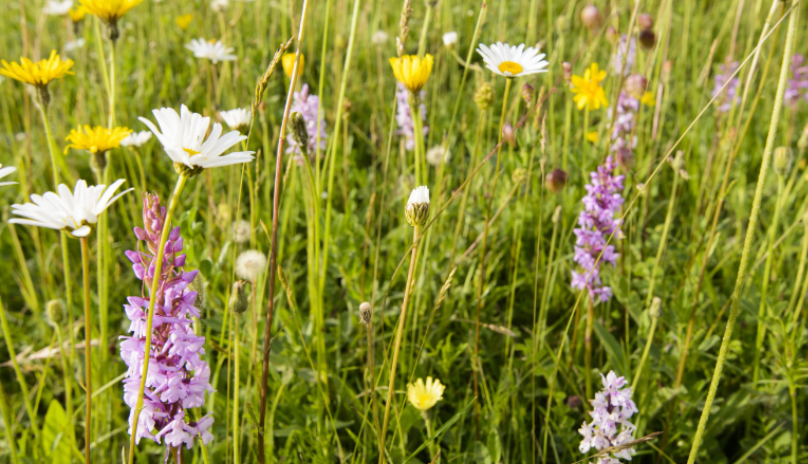 wildflowers tall smaller