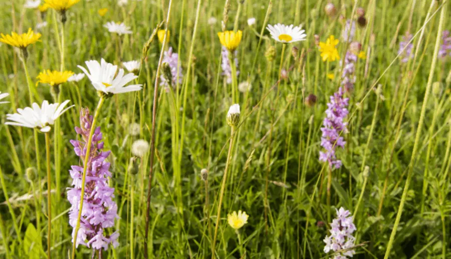 wildflowers tall smaller