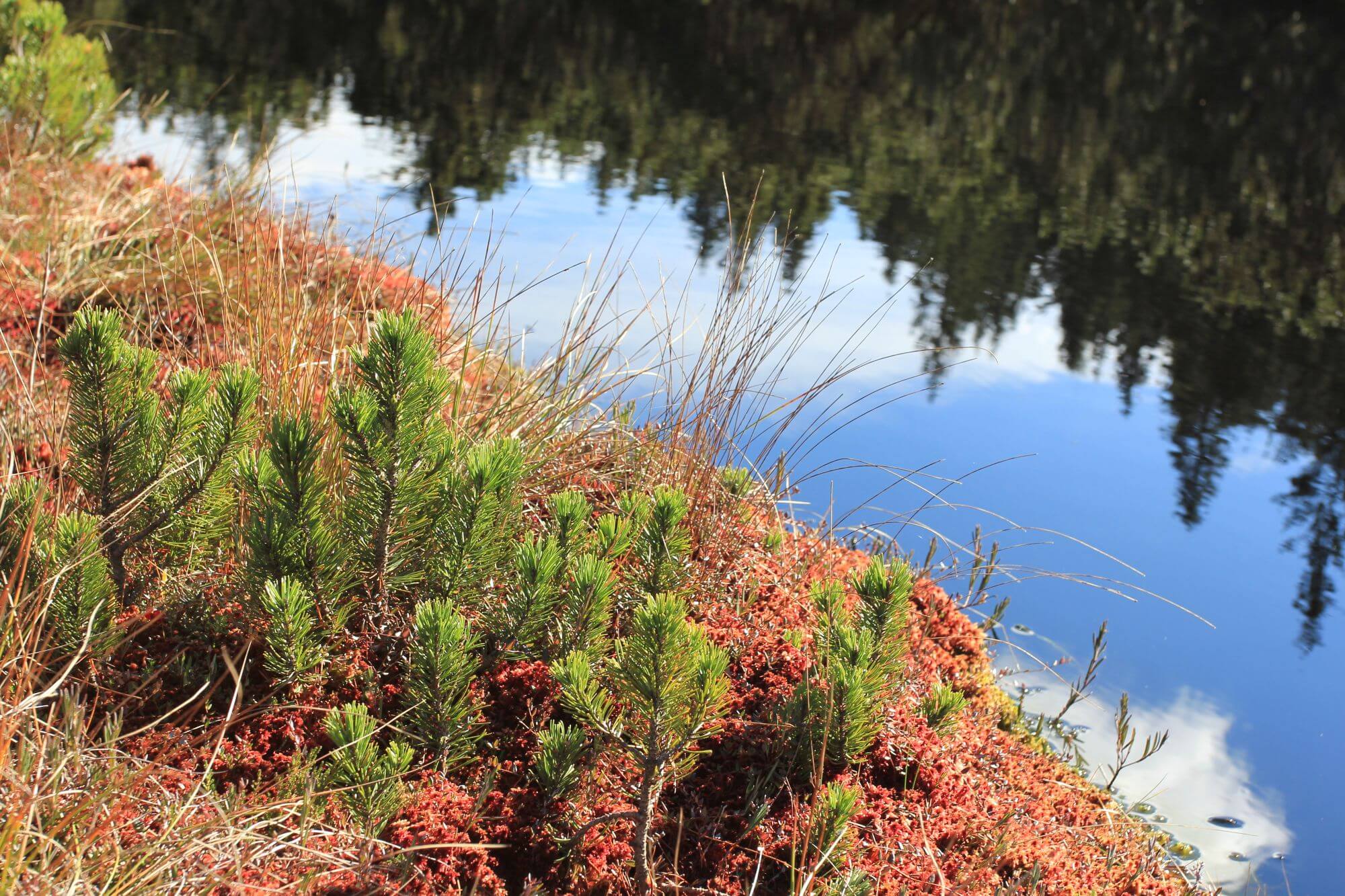 A reflection of pine trees in water