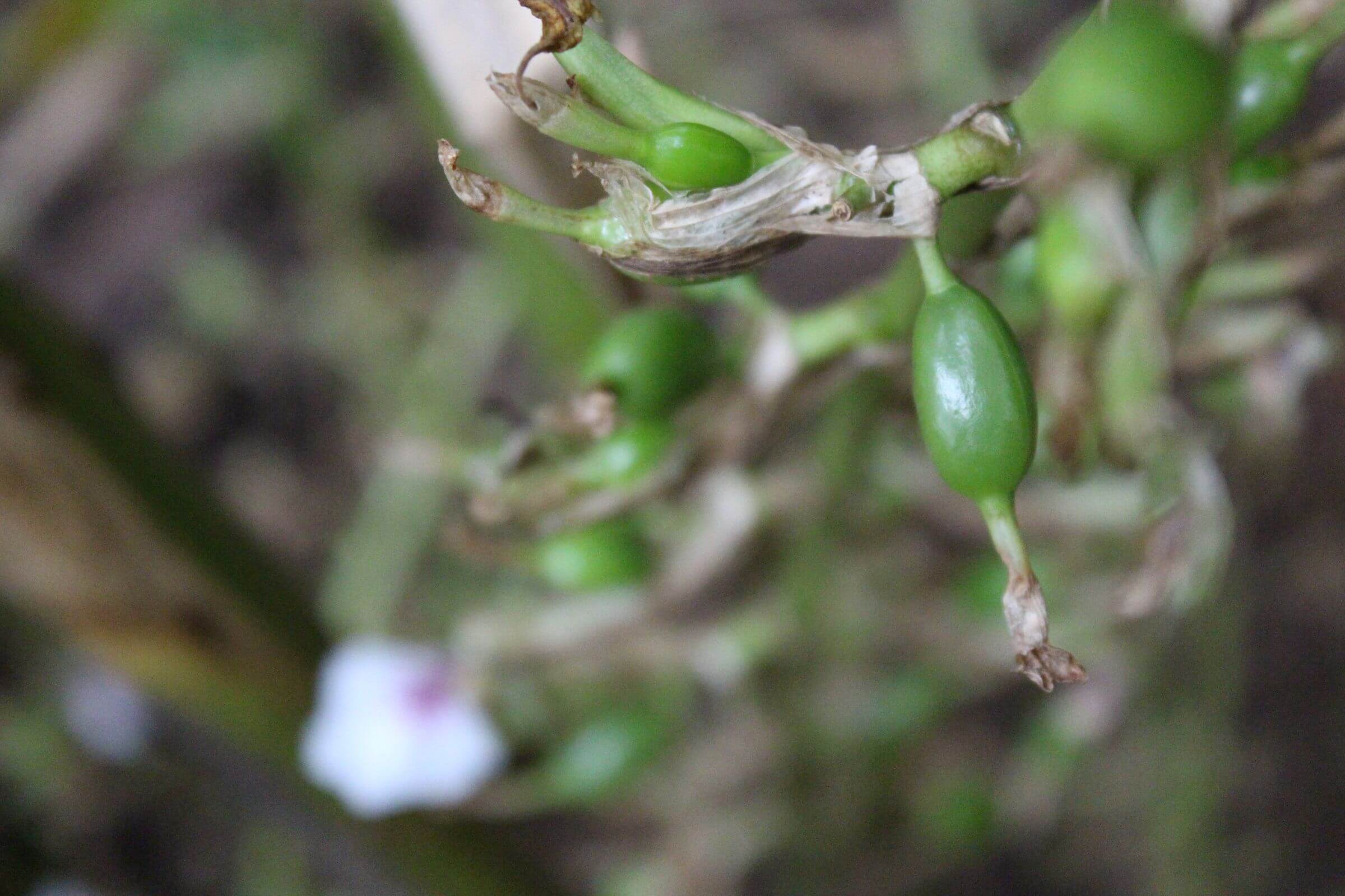 Cardamom pod growing
