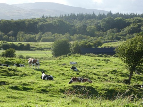 Brown, black and white cows mostly laying in dense, uneven, soft grassy field scattered with trees and shrubs. 