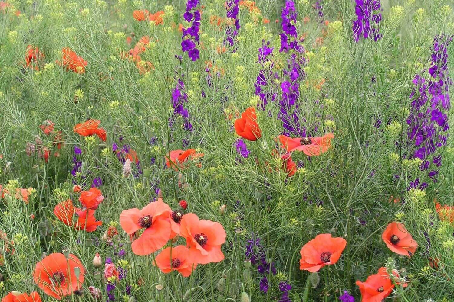 Wildflowers growing together
