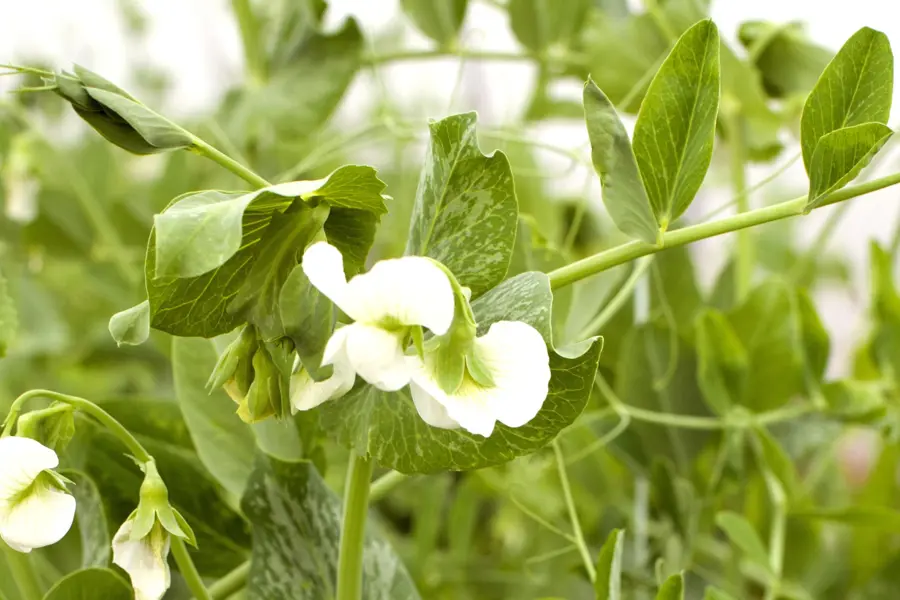 Pea flowers