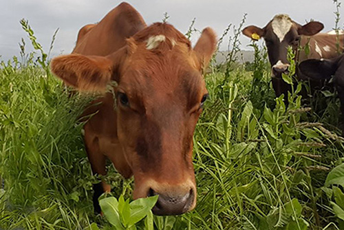 web-herbal-leys-cow-diver