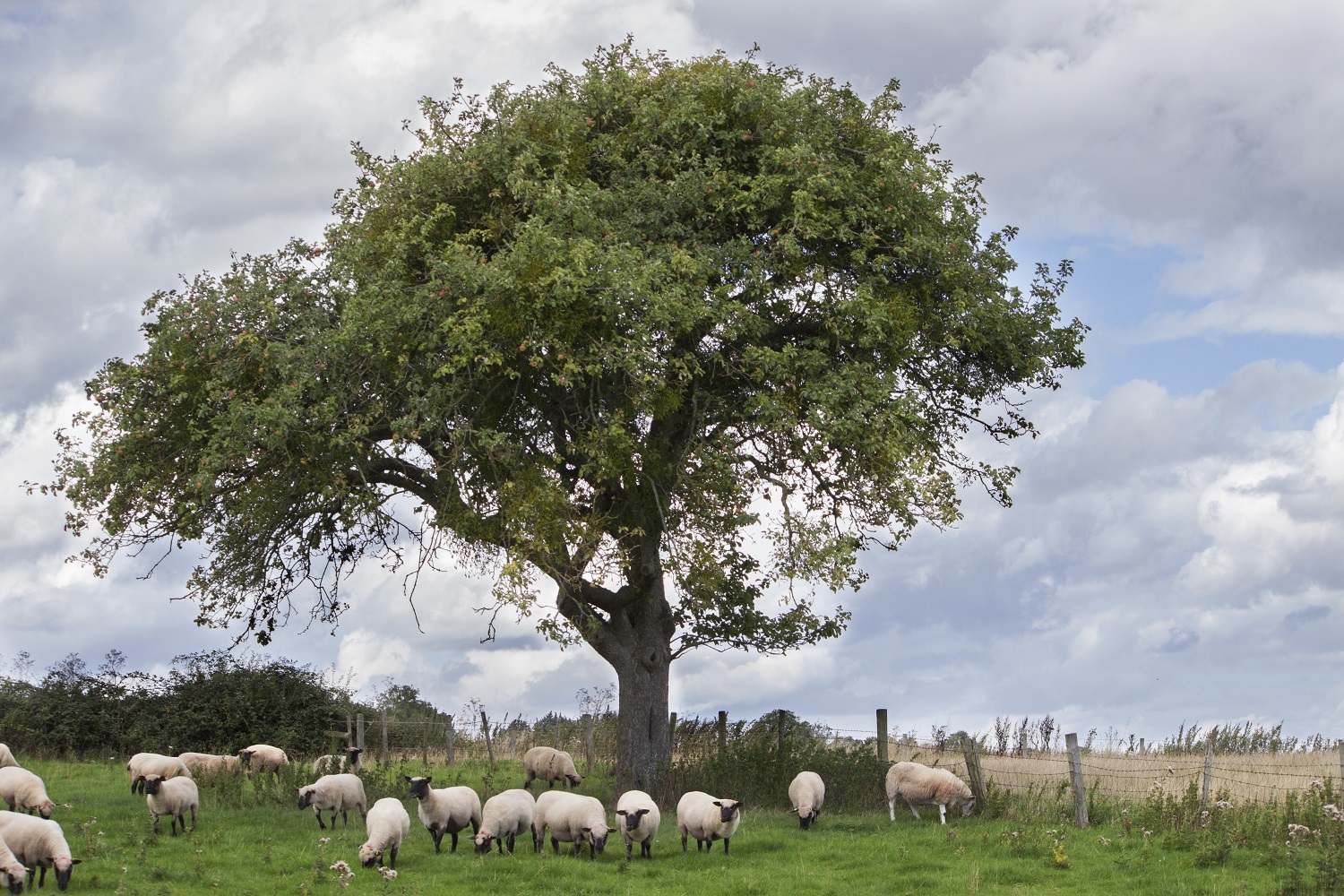 Sheep gathered round the base of a tree in a grassy field. 