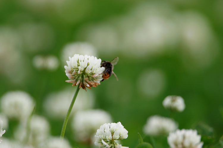 Bee on white flowering clover.