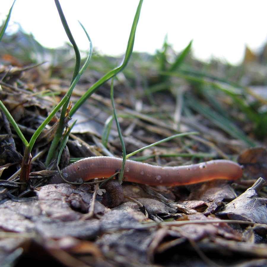 earthworm_dives_into_soil_non_organic