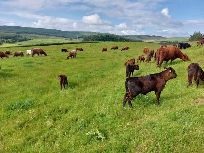 Herd of red coated cows in field. 
