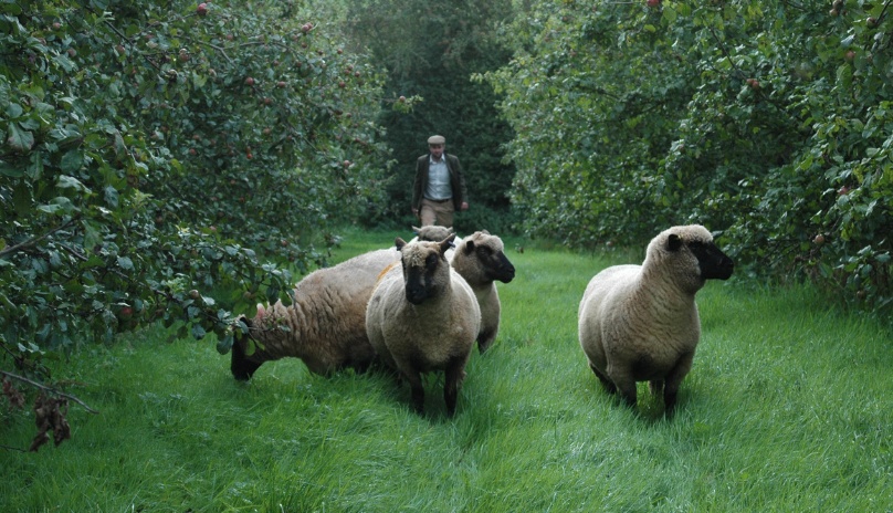 Sheep in Orchard