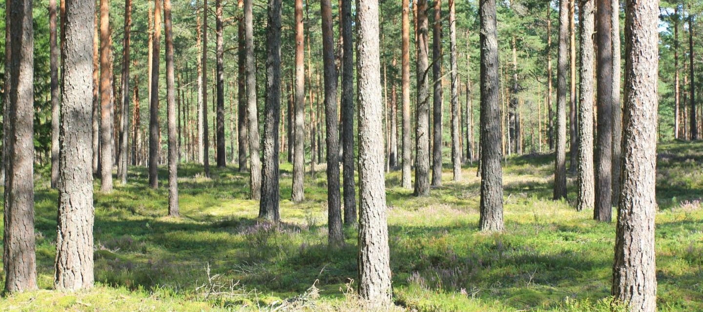 Straight, slender tree trunks