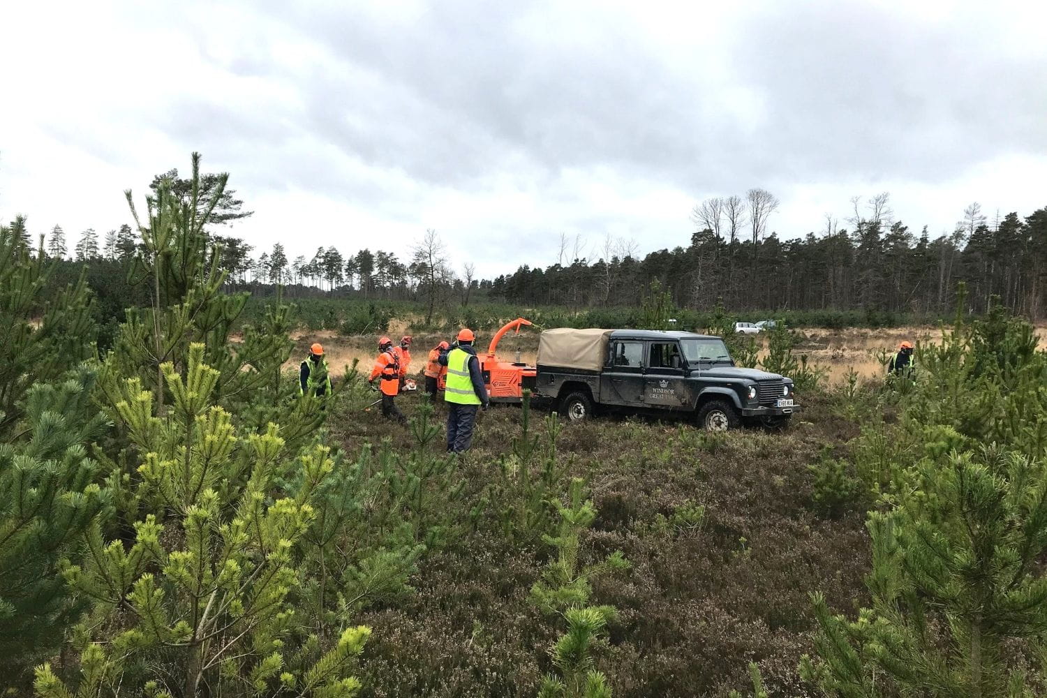 heathland_management_swinley_forest_crown_estate_windsor_organic__2022.jpg
