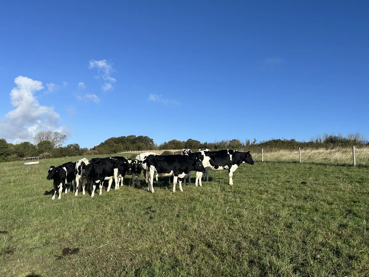 Cows Copy