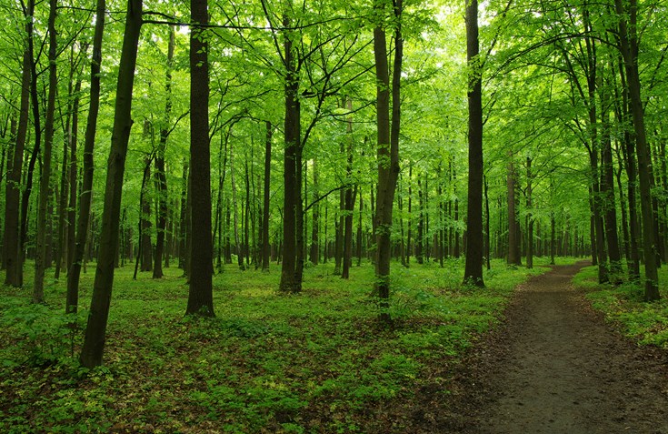 green forest_non_organic
