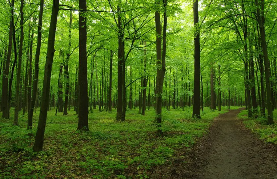 green forest_non_organic