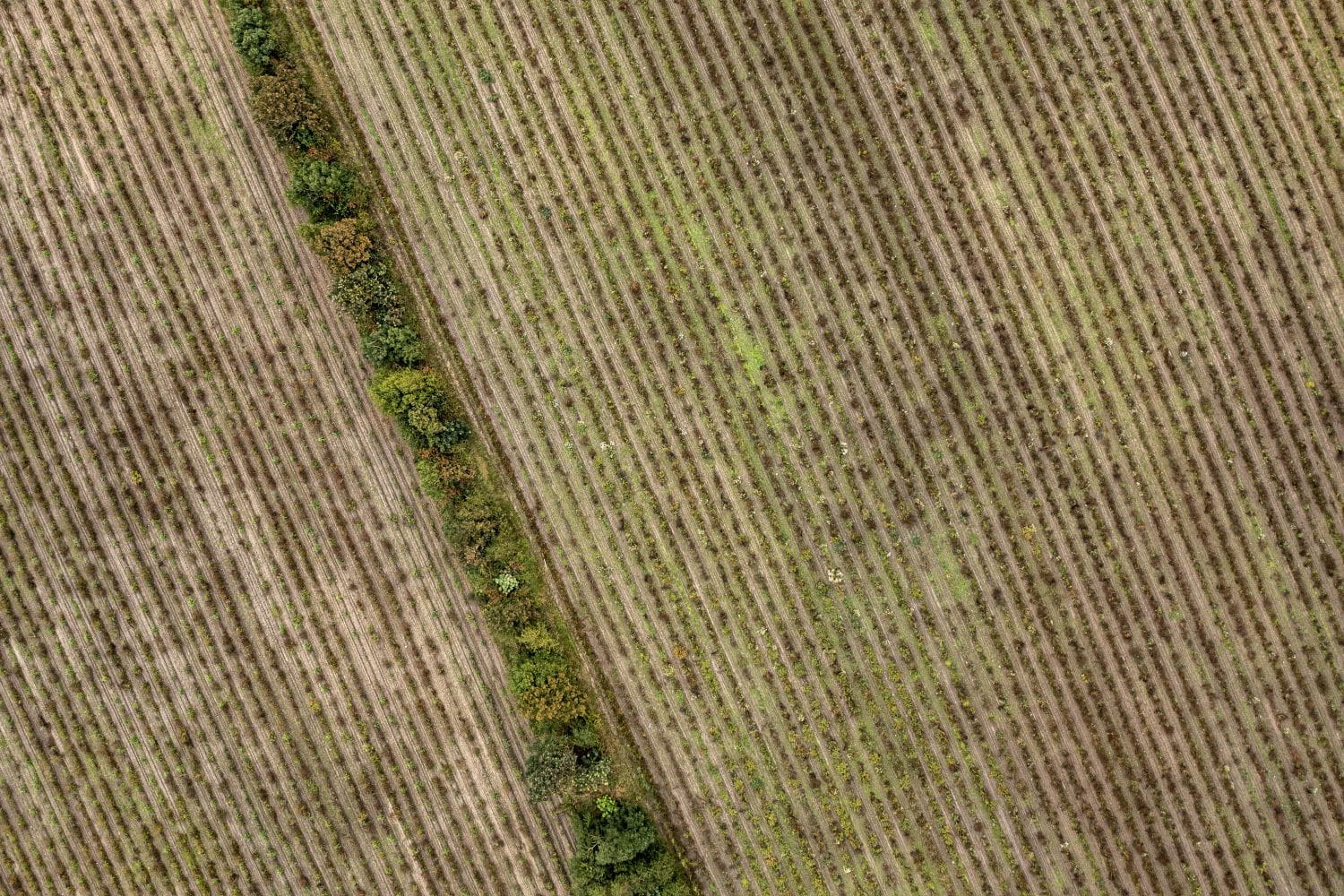 Aerial view of rows of trees