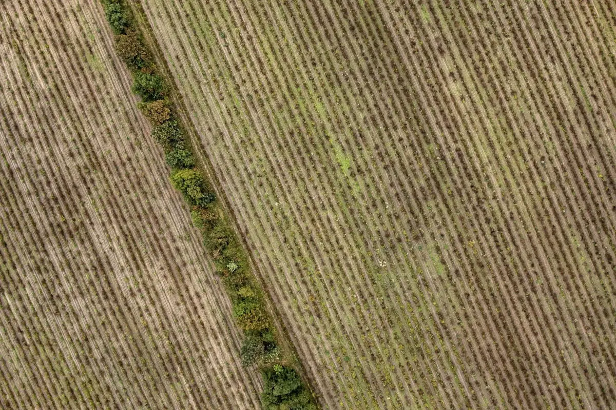 Aerial view of rows of trees