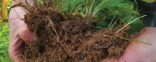 soil-analysis-zoom
