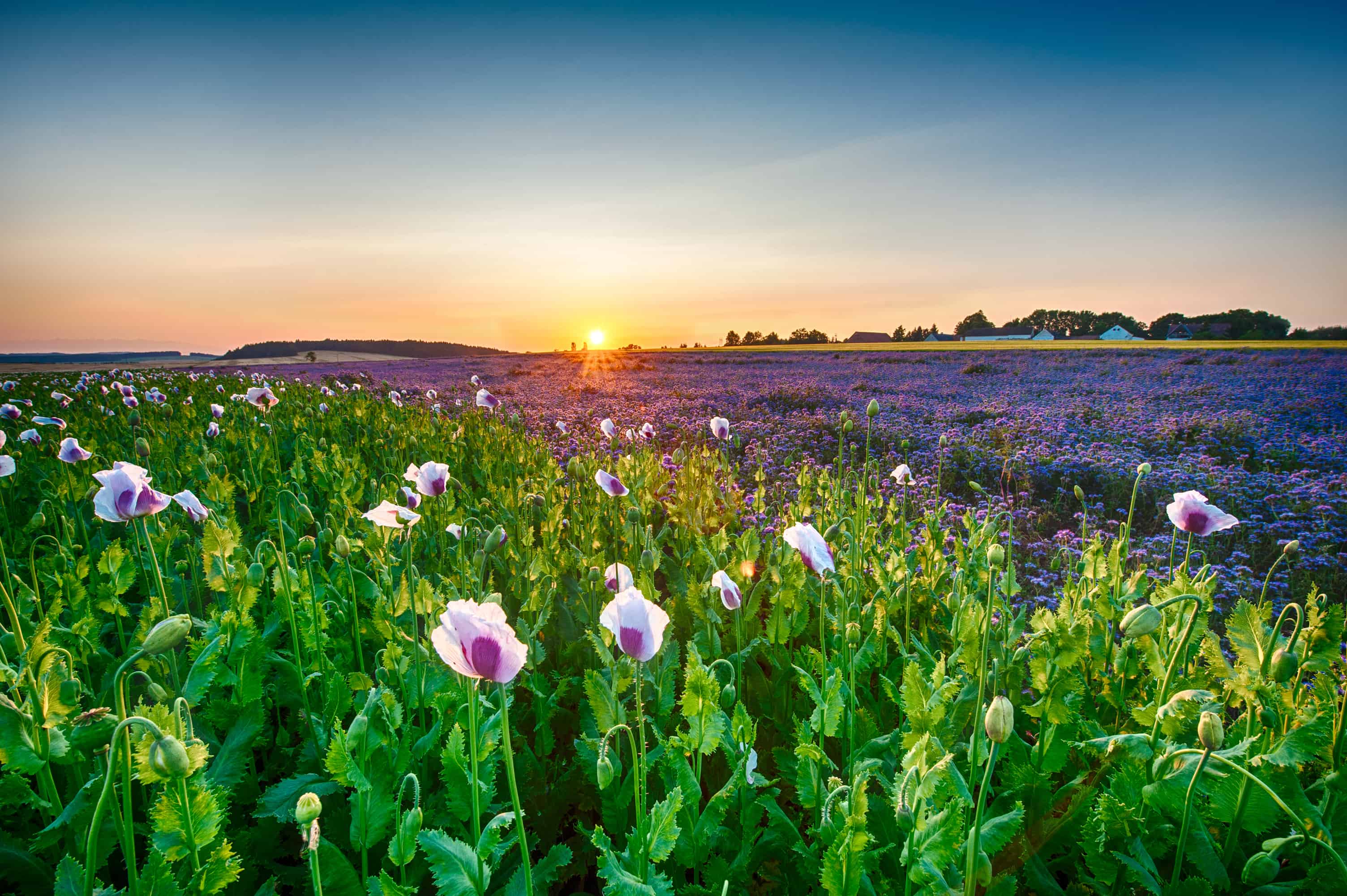 Why organic is better for the planet