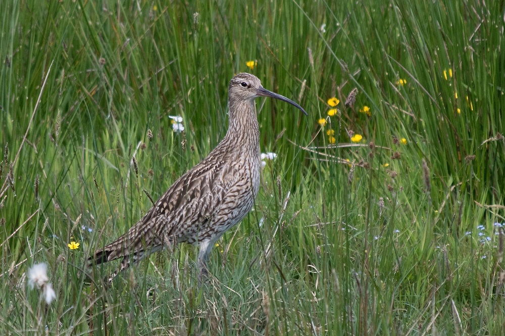 Curlew stands in long grass and buttercups. 