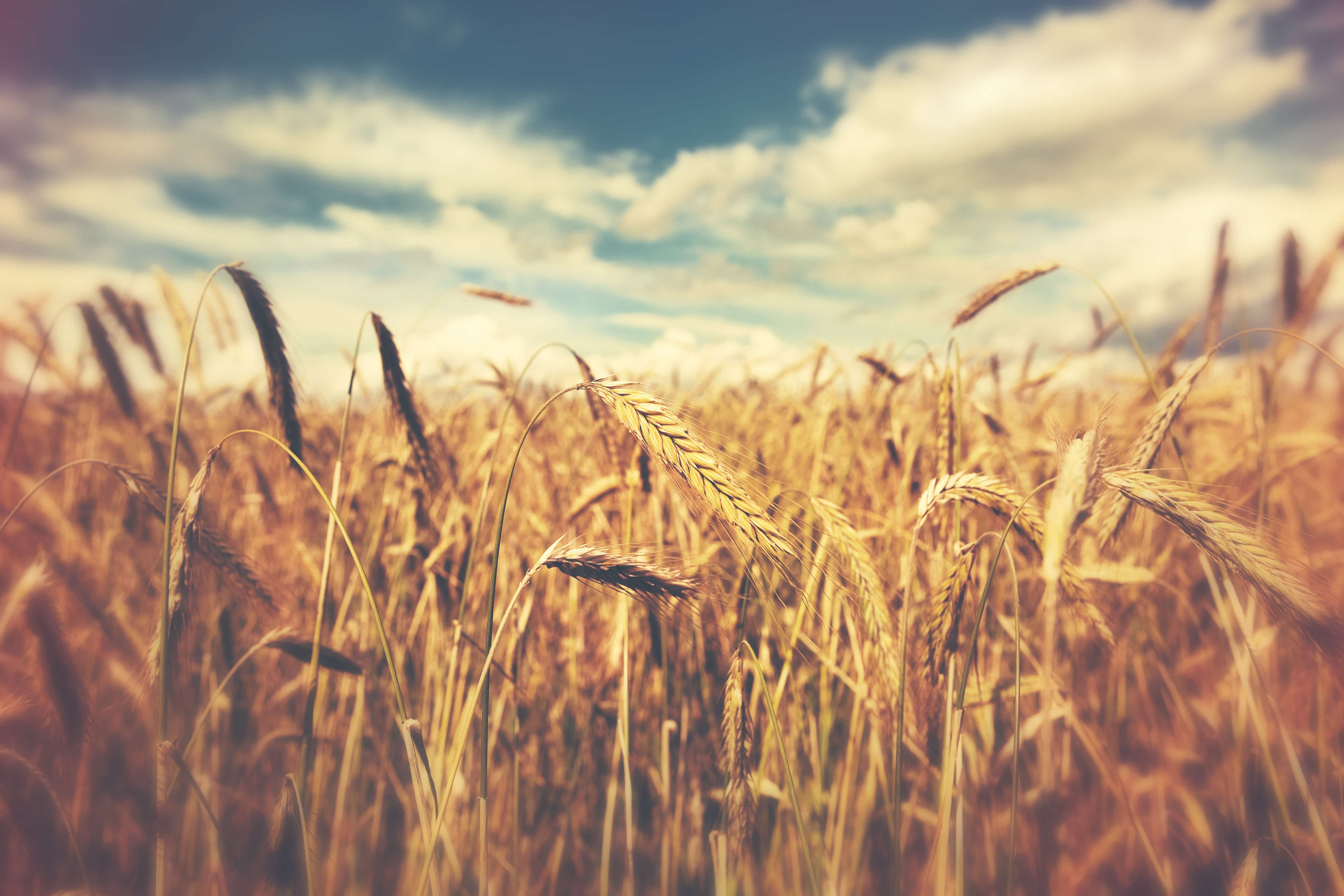 Stylised wheat field in front of blue sky. 