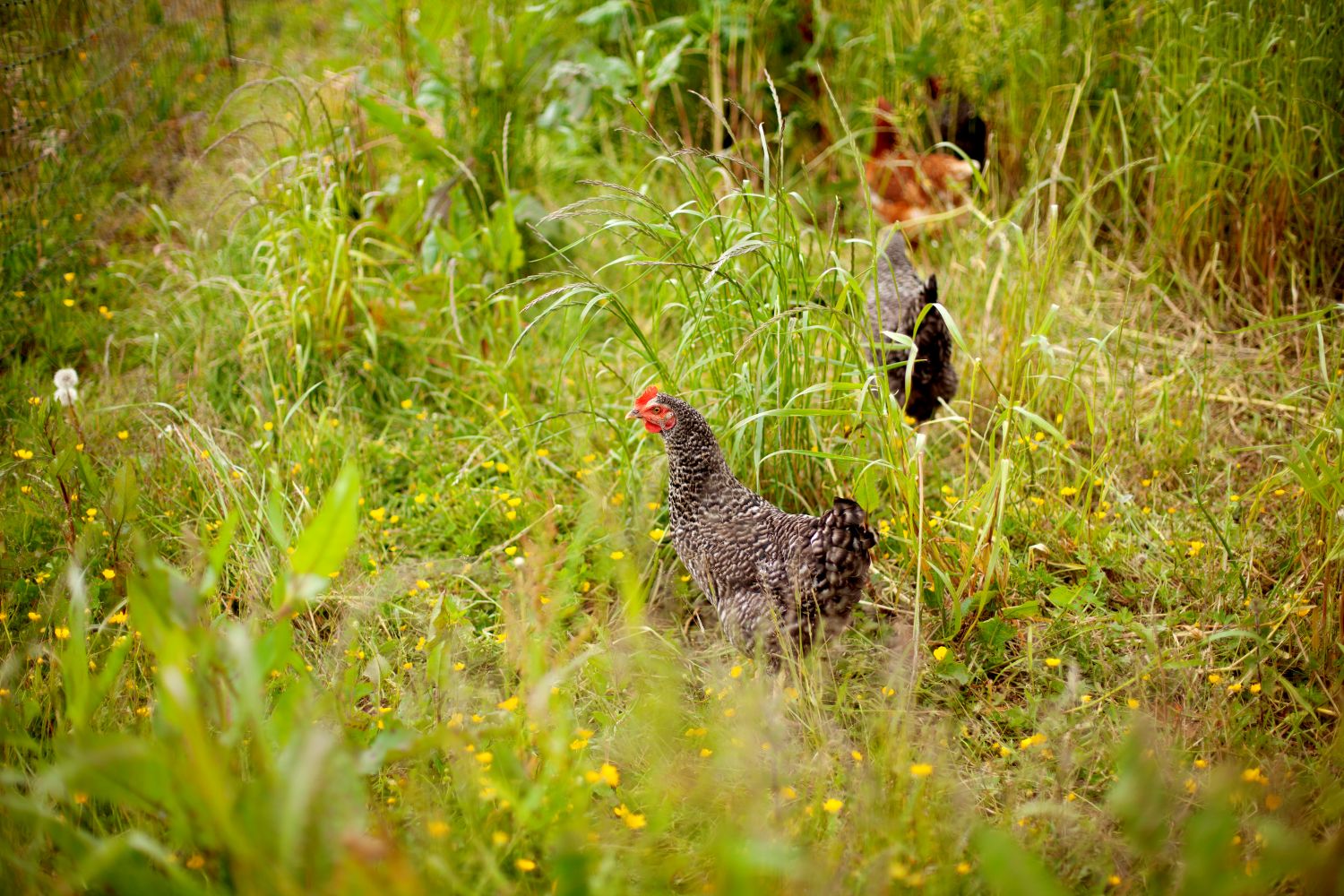 Hens moving through long grasses, flowers and weeds