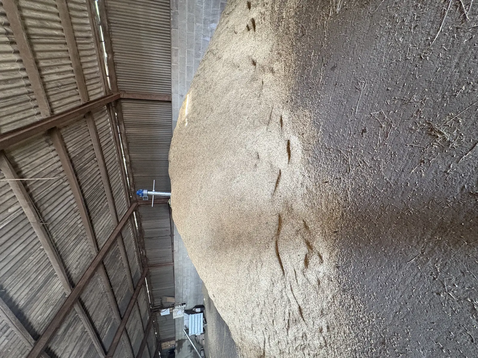 Oats Copy