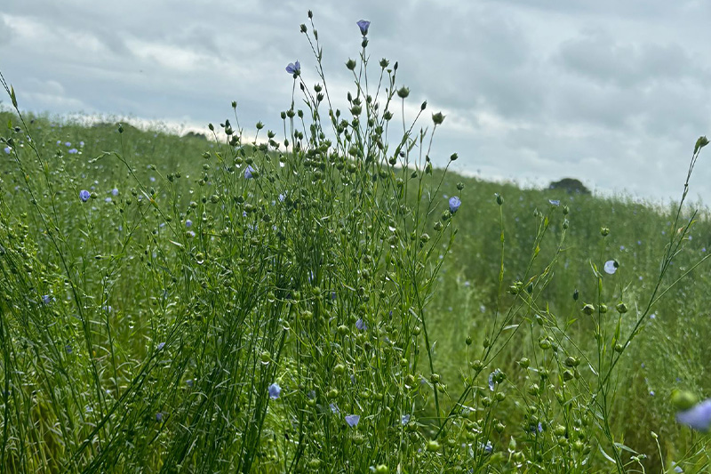 aas-field-hall-farm-wildf