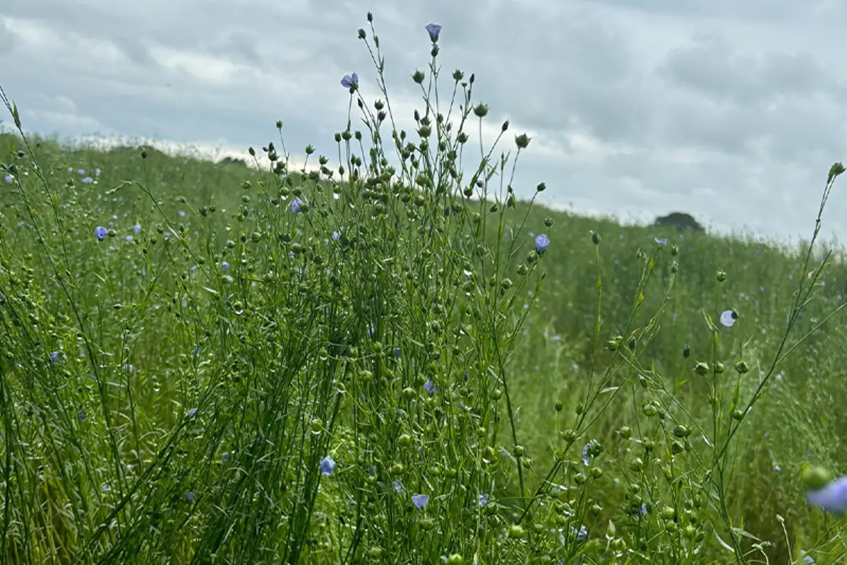 aas-field-hall-farm-wildf